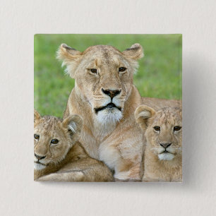 Leeuwin en twee welpen, Oost-Afrika, Tanzania, Vierkante Button 5,1 Cm