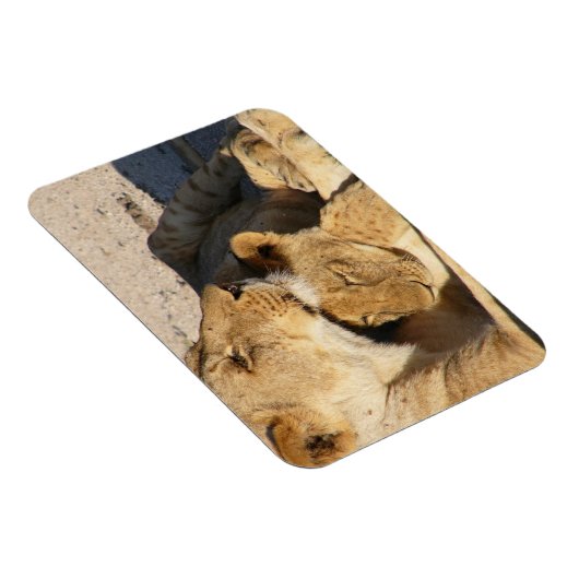 Leeuwin en welp rusten samen magneet (Rechterzijde)