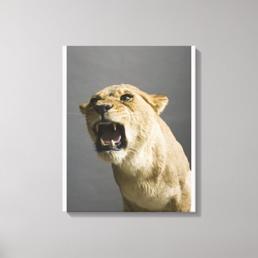 Leeuwse roker 2 canvas afdruk (Voorkant)