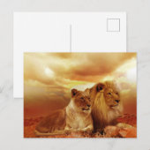 Leeuwstel in de safari briefkaart (Voorkant / Achterkant)