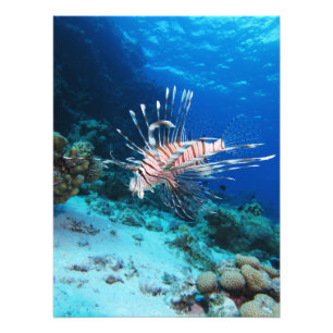 Leeuwvis of Pterois Miles, Koraalrifvis Foto Afdruk