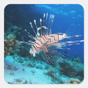 Leeuwvis of Pterois Miles, Rifvis van de Oceaan Vierkante Sticker