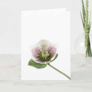 Lege de groetenkaart van Hellebore Kaart