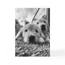 Lege kaart met puppy's