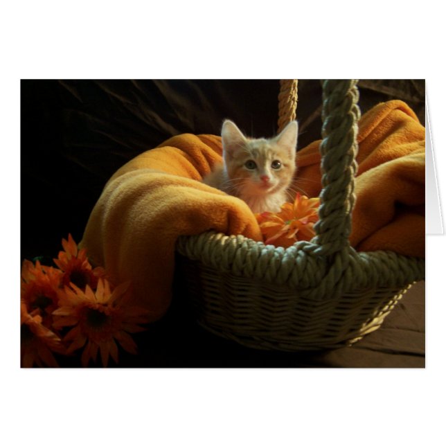 lege kittenkaart (Voorkant Horizontaal)