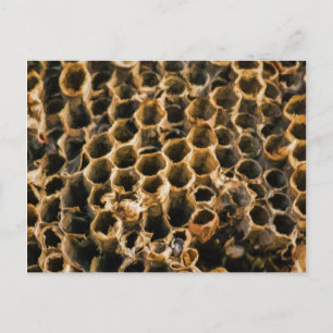 Lege Nest Briefkaart