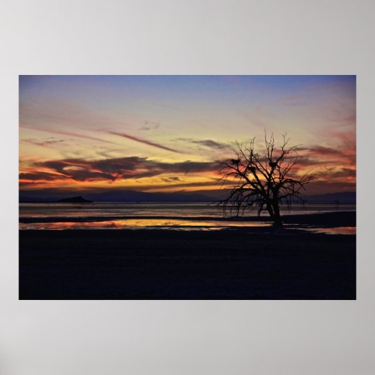 Lege Nests in een dode boom Poster (Voorkant)