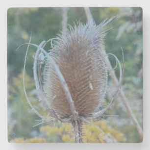 Lege teasel stenen onderzetter