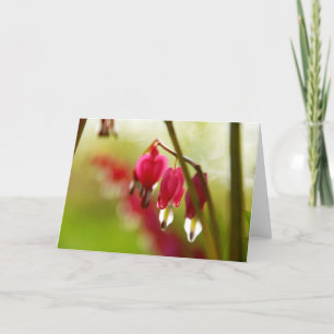 Lege wenskaart met foto van Bleeding Hearts Kaart
