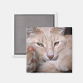 Legendarische proporties magneet (Voorkant / Achterkant)