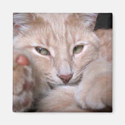 Legendarische proporties magneet (Voorkant)