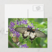 Légende de carte postale de papillons (Devant / Derrière)