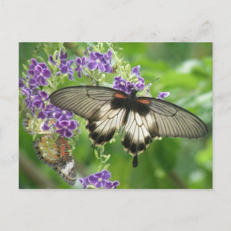 Légende de carte postale de papillons