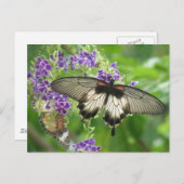 Legende van het Briefkaart van Vlinders (Voorkant / Achterkant)