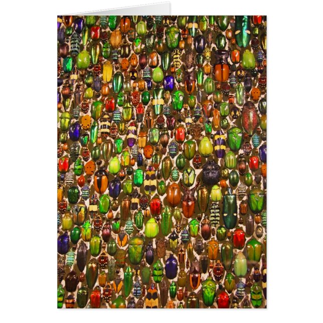 Leger van Beetles en Bugs (Voorkant)