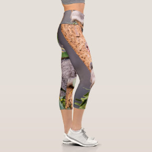 Leggings Capri Petit koala doux