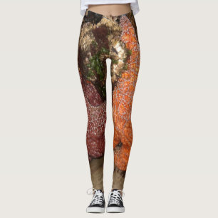 Leggings Les étoiles de mer/étoiles de mer dans le canon