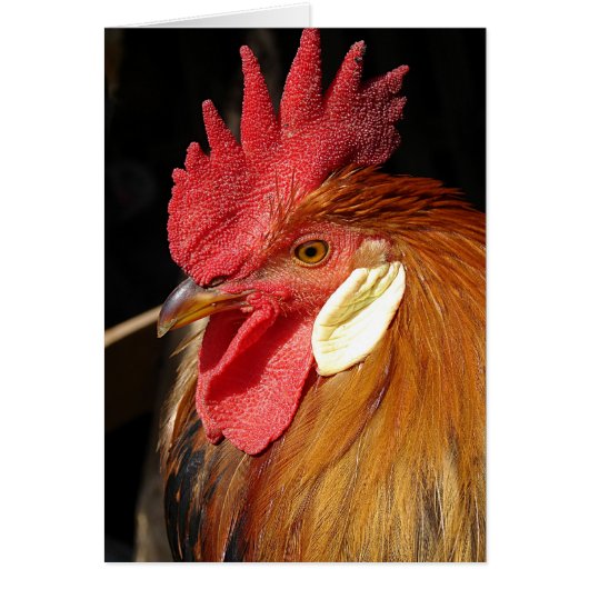 Leghorn Roo (Devant)