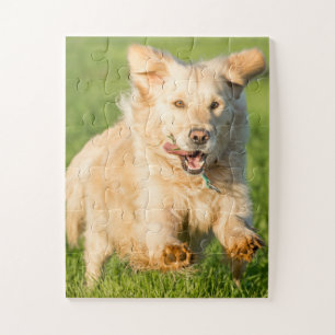 Legpuzzel met Goudse Retriever