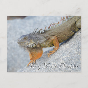 Leguaan in Key West Florida Briefkaart