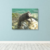 Leguaan op de rotsen bij St. Thomas Canvas Afdruk (Insitu (Houten vloer))