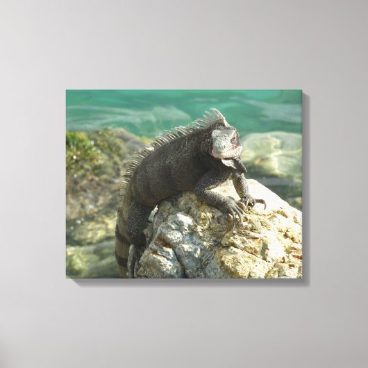 Leguaan op de rotsen bij St. Thomas Canvas Afdruk (Voorkant)