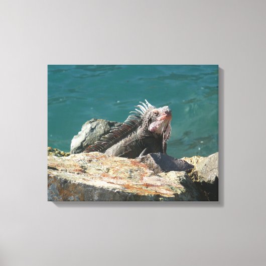 Leguaan op St. Thomas Canvas Afdruk (Voorkant)