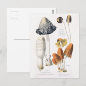 Légumes de champignons Carte postale Botanique Vin (Devant / Derrière)