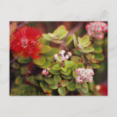 Lehua bloesems in Hawaï-vulkanen Briefkaart (Voorkant)