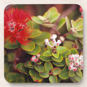 Lehua Bloesems In Hawaii Vulkanen Bier Onderzetter