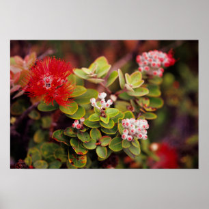 Lehua Bloesems In Hawaii Vulkanen Poster