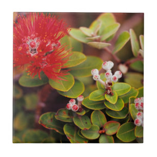 Lehua Bloesems In Hawaii Vulkanen Tegeltje