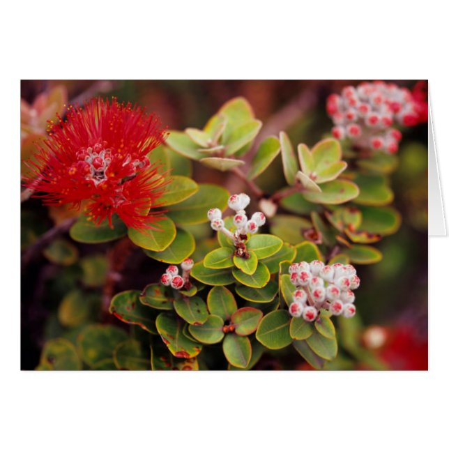 Lehua Blossoms In Hawaï Volcanoes (Devant horizontal)