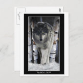 LEIDER VAN DE PACK ~ Wolf Briefkaarten (Voorkant / Achterkant)