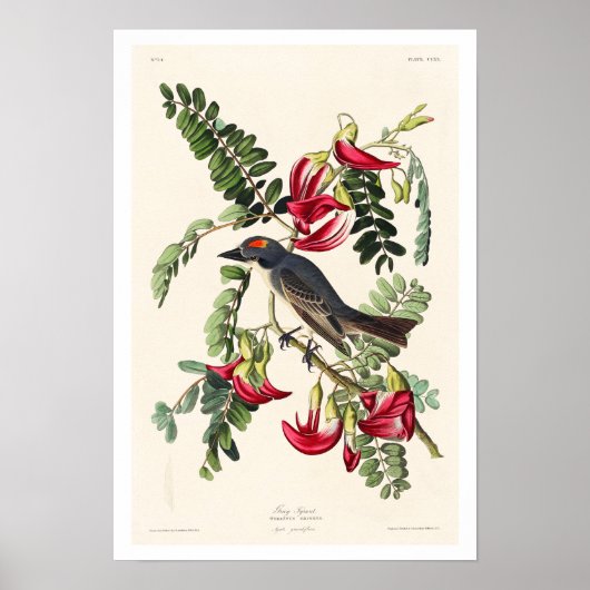 Leiding Flycatcher door Poster van Audubon (Voorkant)