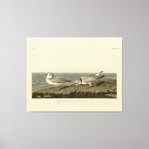 Leiding van de Amerikaanse vogels van Audubon Canvas Afdruk