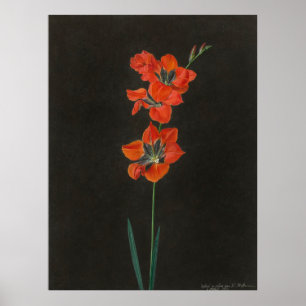 Lelie Flowers van Hoffmann Poster