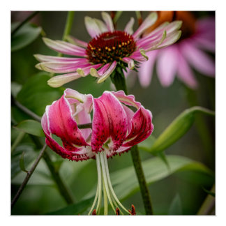 Lelie  perfect poster