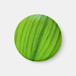 Lelie van de Vallei Magnet Magneet