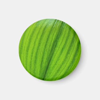 Lelie van de Vallei Magnet Magneet