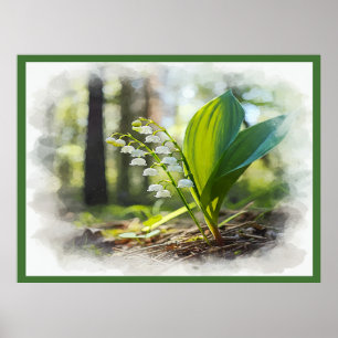 Lelie van de vallei Nationale bloem Finland   Poster