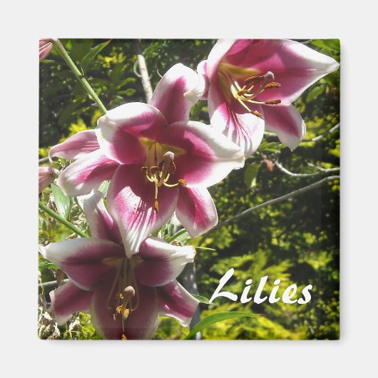 Lelies Magneet (Voorkant)