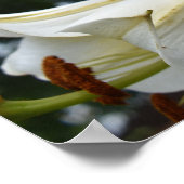  lelies poster (Hoek)