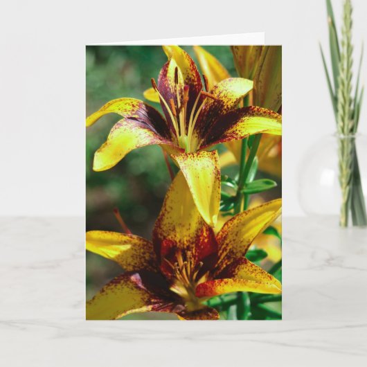 lelies van de gebieden kaart (Voorkant)