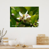 Lemon Blossom Bee (3) Poster (Keuken)