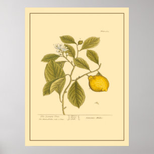 Lemon Boom Botanische Keukenkunst Poster