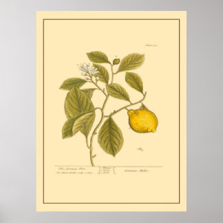 Lemon Boom Botanische Keukenkunst Poster
