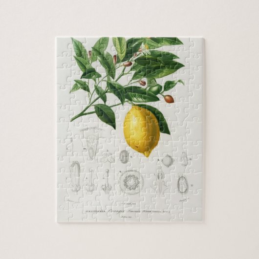 Lemon Citrus Fruit Botanical Limonium Illustration Legpuzzel (Verticaal)