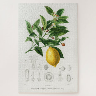 Lemon Citrus Fruit Botanical Limonium Illustration Legpuzzel