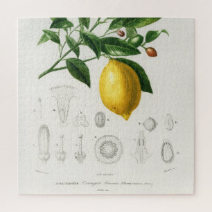 Lemon Citrus Fruit Botanical Limonium Illustration Legpuzzel
